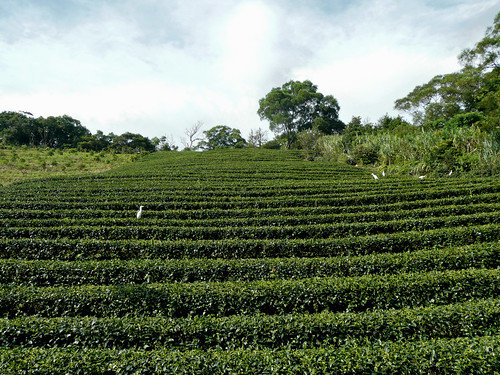 Tea Fields  at the top of Road 9 to Pinglin (坪林)
