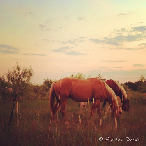Horses in the evening