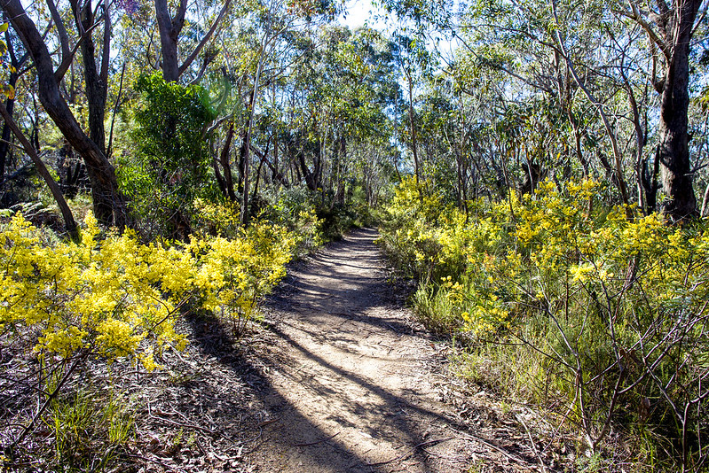 Grand Canyon Loop, Blue Mountains wattle