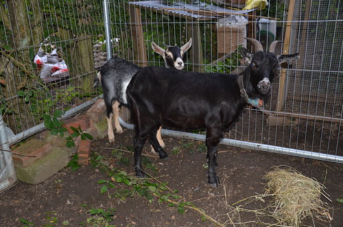 goats Sept 13 2