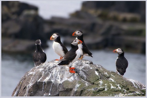 Puffin Central