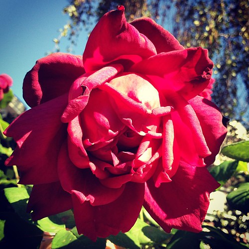 The roses here are bonkers. This one smelled like blackcurrant wine & spiderwebs.