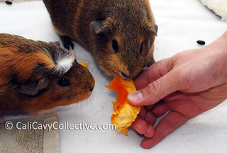 Guinea pigs Belka and Truffle eat pumpkin
