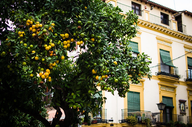 Orange trees line the streets of Sevilla, but don't try to eat them or you'll get an unpleasant surprise. They're bitter, used for British marmalade.
