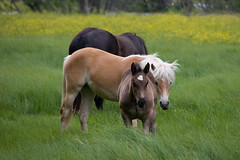 Tiere Pferde Weide