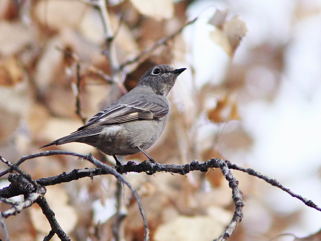 Townsend's Solitaire 20131105