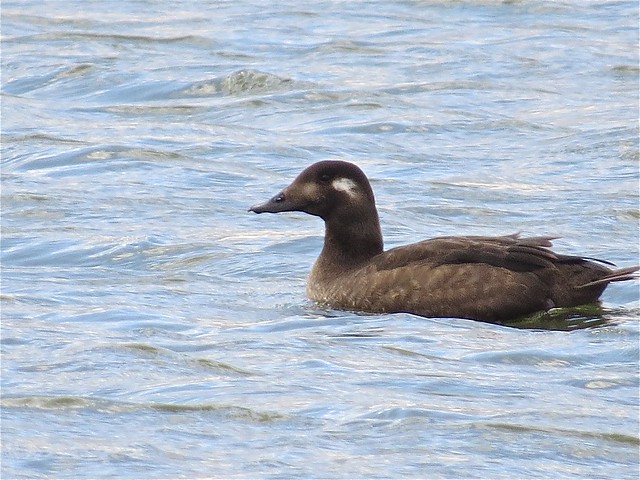 White-winged Scoter at White Oak Park in Bloomington, IL 35