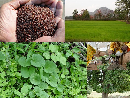 Validated and Potential Medicinal Rice Formulations for Diabetes Type 2 and Cancer Complications and Revitalization of Liver (TH Group-186) from Pankaj Oudhia’s Medicinal Plant Database by Pankaj Oudhia