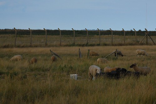 以綿羊控制草的高度，林育朱攝影