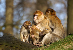 2+2 monkeys. pt.4 - Barbary Macaques