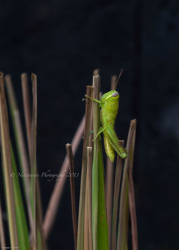 Some people walk in the road , others just get climb :) by Nathalie Stravers