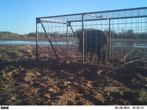 A feral hog in a box trap alongside the Pecos River in DeBaca County, New Mexico