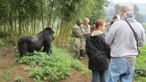 Dad and Holly so close to the silverback.