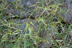 Smilacaceae