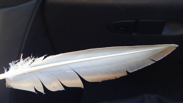DSC05975 110813 feather