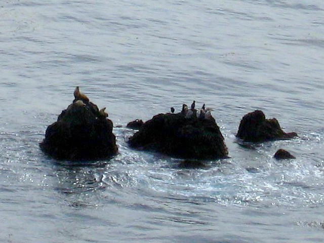 point dume sea lions