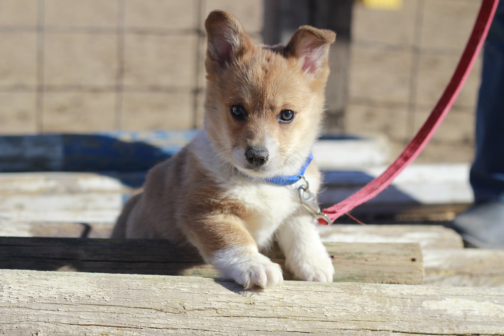Saturdays at the Barn - Barbour, Horses, and a Sweet Little Corgi Puppy