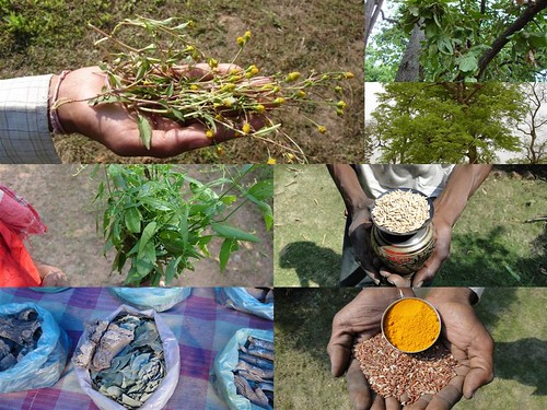 Medicinal Rice Formulations for Diabetes Complications and Heart Diseases (TH Group-14) from Pankaj Oudhia’s Medicinal Plant Database by Pankaj Oudhia