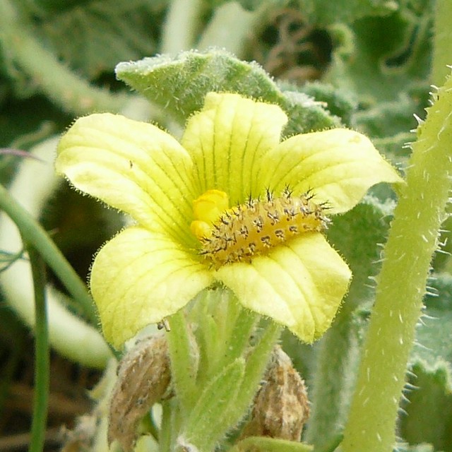 détail de la  "chenille"  sur fleur d'Ecballium elaterium