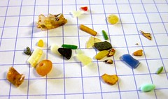 一隻短尾鸌鳥胃中的塑膠碎粒，圖片由高田秀重提供。