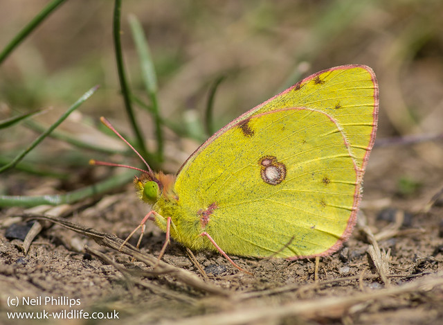 clouded yellow butterfly-2