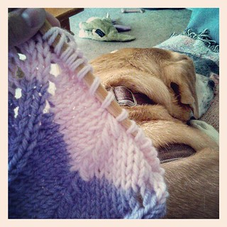 Lazy Sunday #knitting with Sophie snoozing next to me and #football on TV #lifeisgood #knitstagram #dogstagram