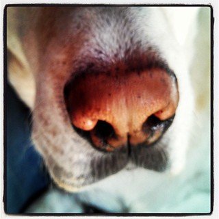 Day 25 #yarnpadc Extreme Close Up - sniff, sniff #dogstagram #love #bigdog #sniffer