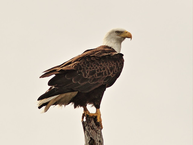 Bald Eagle female roosting 20131127