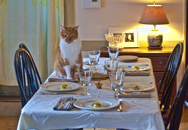 Cats like Thanksgiving2