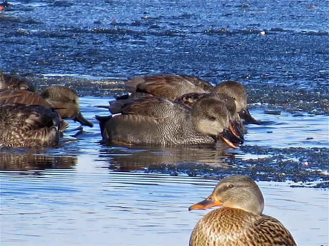 Gadwall and Mallard at the Kenneth L. Schroeder Wildlife Sanctuary in McLean County, IL 26