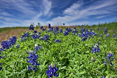 Brenham Texas Wildflowers