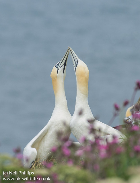 Courting gannets