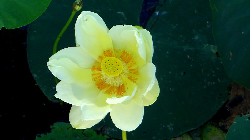 3 yellow lotus,  busch 200713