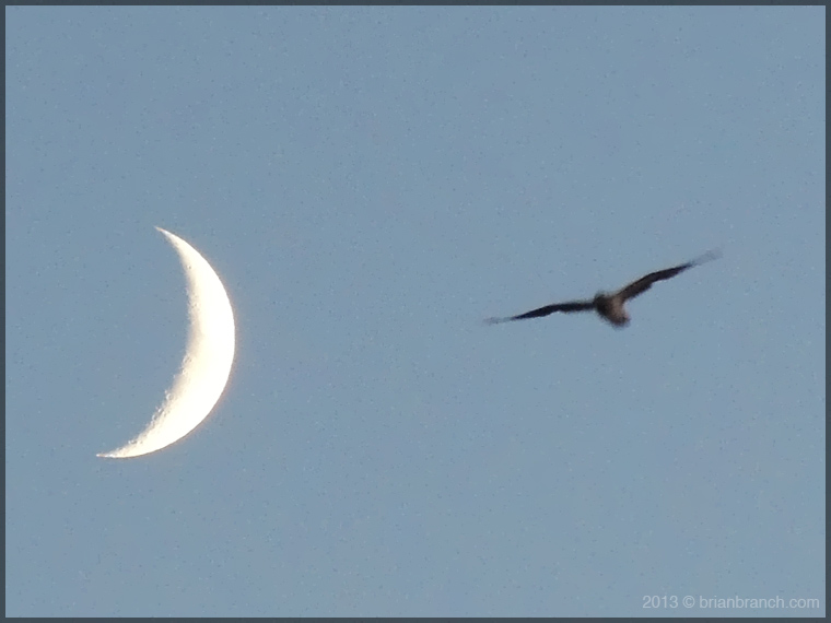 DSCN3436_bird_and_moon