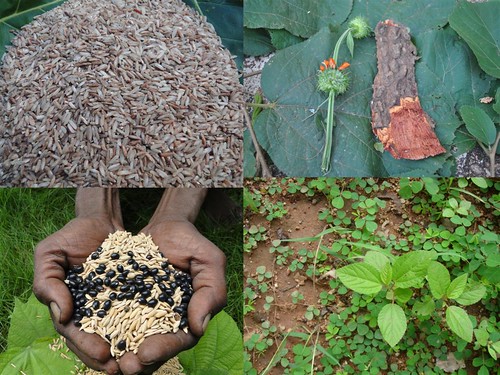 Indigenous Medicinal Rice Formulations for Spleen, Heart and Kidney Diseases and Cancer and Diabetes Complications (TH Group-116 special) from Pankaj Oudhia’s Medicinal Plant Database by Pankaj Oudhia