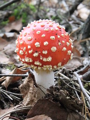 Mushrooms/Toadstools/Fungi