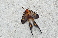 Himantopteridae