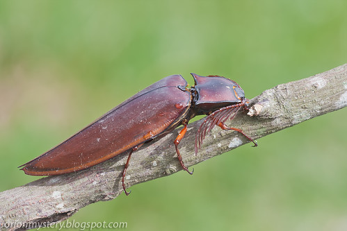 IMG_7053 copy click beetle Oxynopterus audouini
