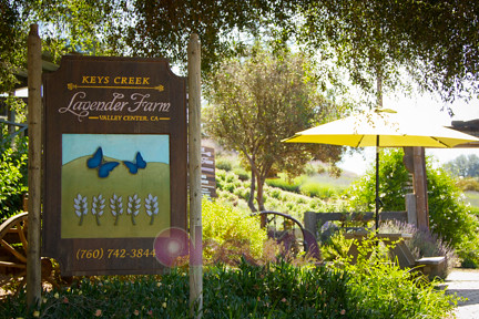 Keys Creek Lavendar Farm