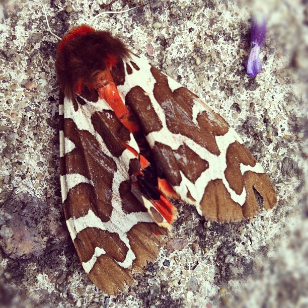 #Österlen #death #butterfly #beautiful #camo #orange