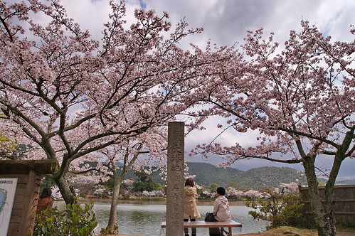 【写真】桜 : 大覚寺