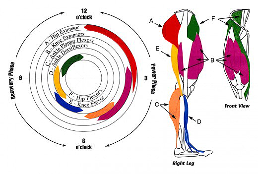 Leg Muscles Use In The Cycling Pedal Stroke - hubpages.com