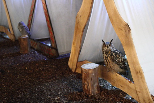 Owls on show