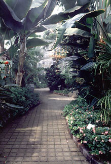 The UIUC greenhouse is full of tropical plants.
