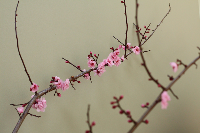 pink flowering plum branch