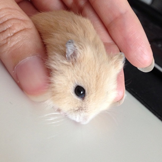 I got a new pet! Everybody, meet Godiva. 1 mth old Winter Gold hammy. #cute #cuteoverload #hamster #wintergold #godiva #pet