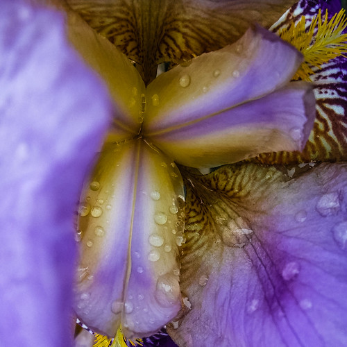 I can't resist a macro petal rain droplet shot - #153/365 by PJMixer
