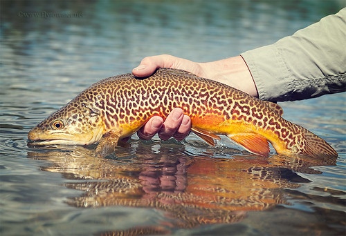 Tiger Trout Toned
