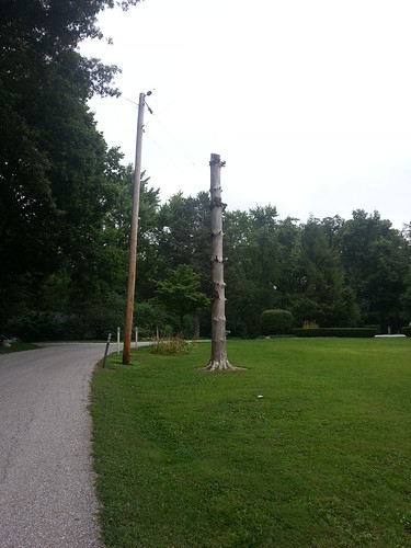 Future Totem Pole?