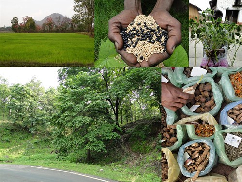 Medicinal Rice Formulations for Diabetes Complications, Heart and Kidney Diseases (TH Group-95) from Pankaj Oudhia’s Medicinal Plant Database by Pankaj Oudhia